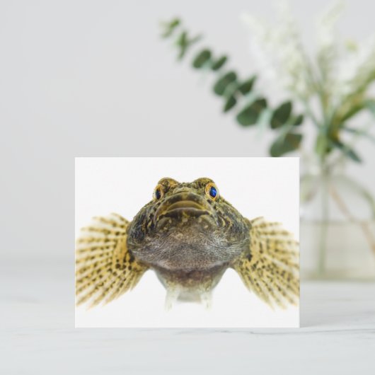 Art: Schollen Postkarte (Stehend Vorderseite)