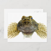 Art: Schollen Postkarte (Vorne/Hinten)