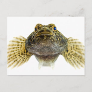 Art: Schollen Postkarte