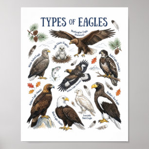 Arten von Adlern Aquarell Vogel Wildlife-Kunst Poster