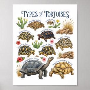 Arten von Landschildkröten Aquarell Reptilien Wild Poster
