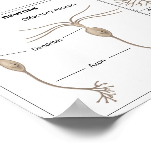 Arten von Neuron-Plakaten Poster (Ecke)