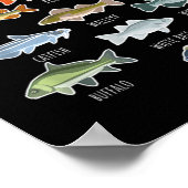 Arten von Süßwasserfischen Poster (Ecke)