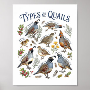 Arten von Wachteln Aquarell Vogel Wildlife-Kunst Poster