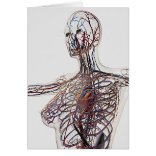 Arterien, Adern und Lymphsystem 1