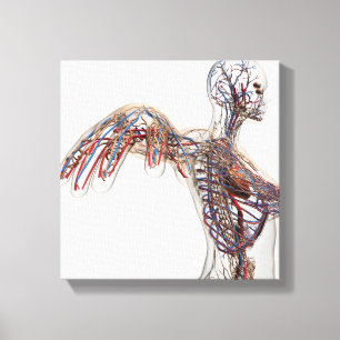 Arterien, Adern und Lymphsystem 2 Leinwanddruck