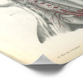 Arterien der Wirbelsäule Neck Anatomie Print Poster (Ecke)