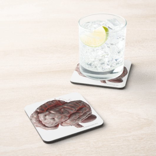 Arterien des Gehirns 3 Untersetzer (Rechte Seite)