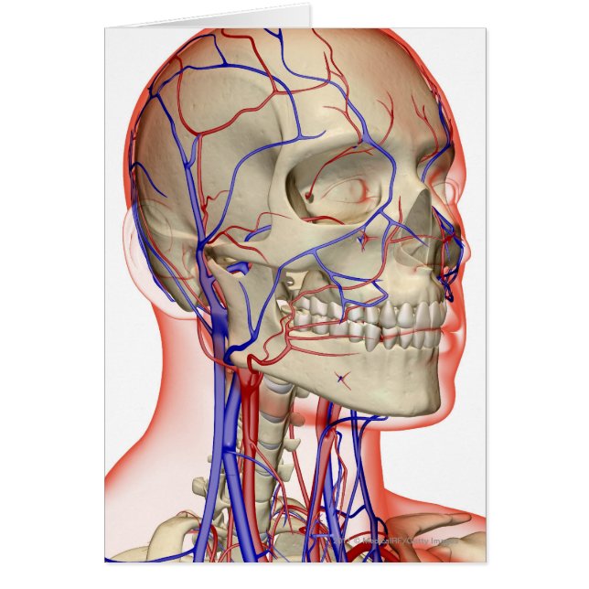 Arterien und Adern im Kopf und im Hals (Vorne)