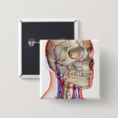 Arterien und Adern im Kopf und im Hals Button (Vorne & Hinten)