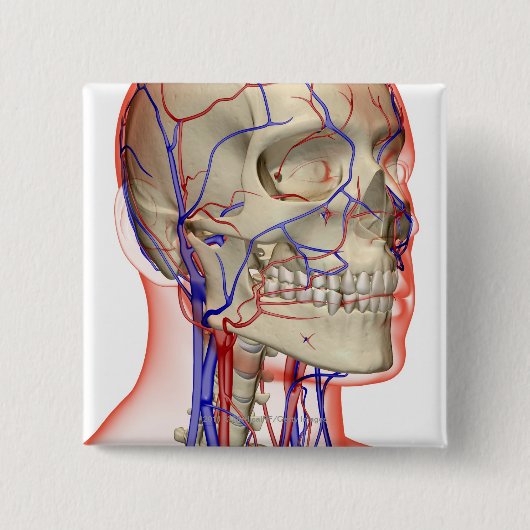 Arterien und Adern im Kopf und im Hals Button (Vorderseite)
