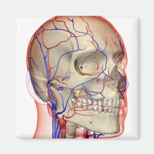 Arterien und Adern im Kopf und im Hals Magnet