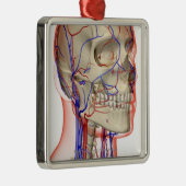 Arterien und Adern im Kopf und im Hals Ornament Aus Metall (Rechts)
