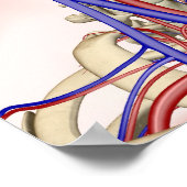 Arterien und Venen im Kopf und Hals Poster (Ecke)