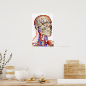 Arterien und Venen im Kopf und Hals Poster (Küche)