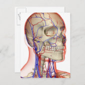 Arterien und Venen im Kopf und Hals Postkarte (Vorne/Hinten)