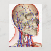 Arterien und Venen im Kopf und Hals