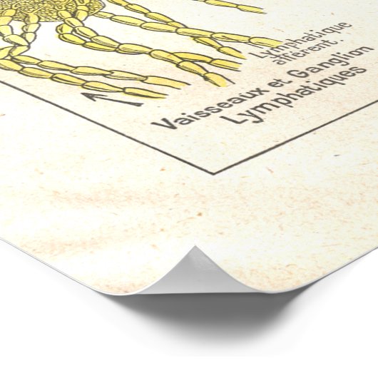 Arterien, Venen Lymphatik Anatomie Poster Französi (Ecke)