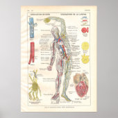 Arterien, Venen Lymphatik Anatomie Poster Französi (Vorne)