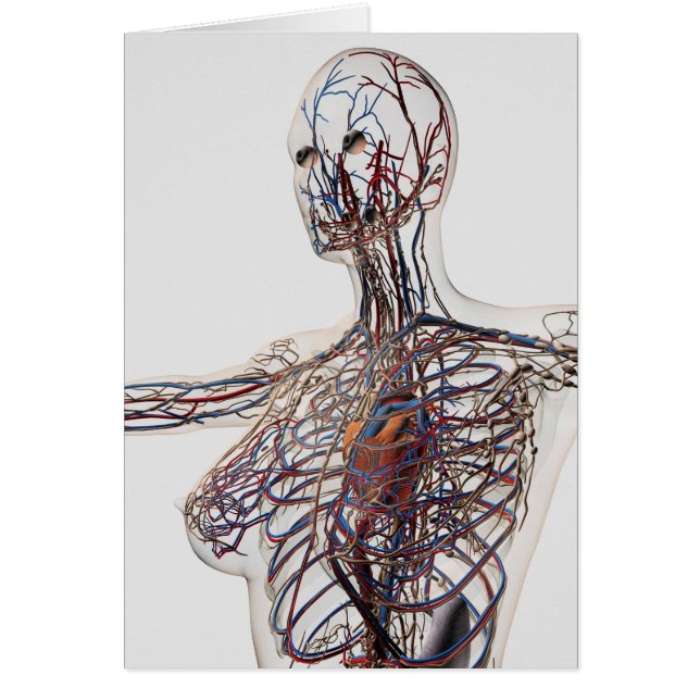 Arterien, Venen und Lymphsystem 1 (Vorne)