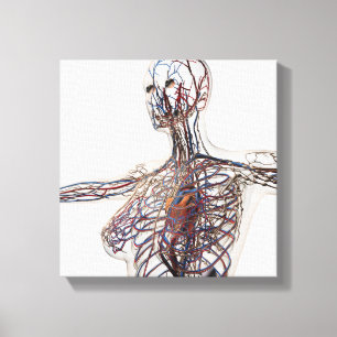 Arterien, Venen und Lymphsystem 1 Leinwanddruck
