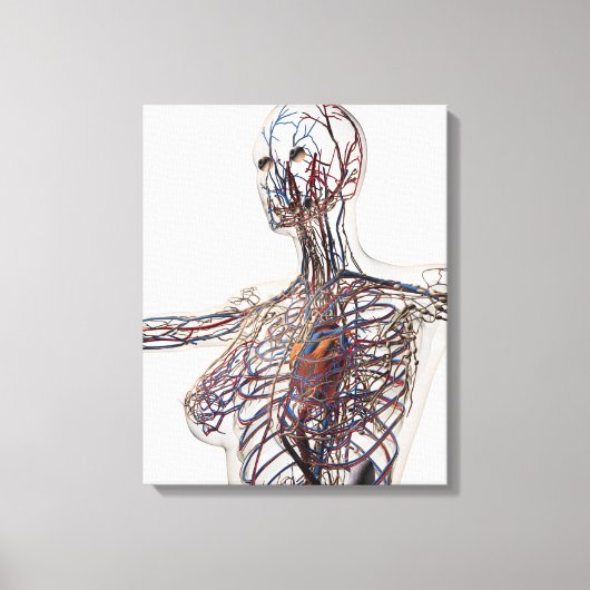 Arterien, Venen und Lymphsystem 1 Leinwanddruck (Vorderseite)
