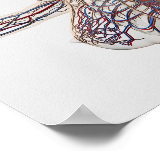 Arterien, Venen und Lymphsystem 1 Poster (Ecke)