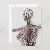 Arterien, Venen und Lymphsystem 1 Postkarte (Vorne/Hinten)
