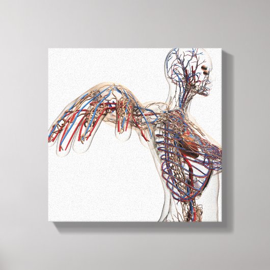 Arterien, Venen und Lymphsystem 2 Leinwanddruck (Vorderseite)