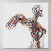 Arterien, Venen und Lymphsystem 2 Poster (Vorne)