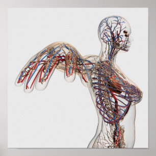 Arterien, Venen und Lymphsystem 2 Poster