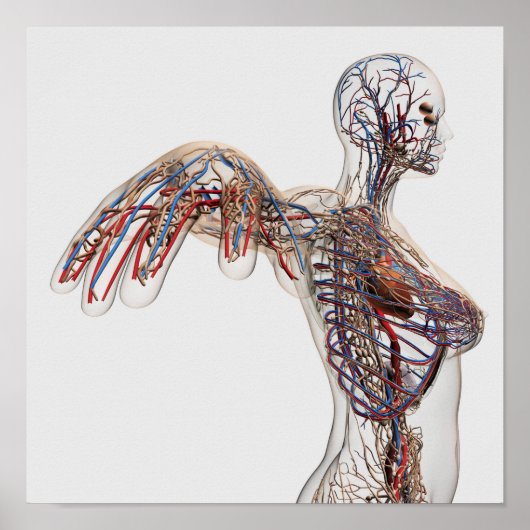 Arterien, Venen und Lymphsystem 2 Poster (Vorne)