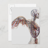 Arterien, Venen und Lymphsystem 2 Postkarte (Vorne/Hinten)