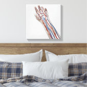 Arterien, Venen und Lymphsystem 3 Leinwanddruck (Insitu (Schlafzimmer))