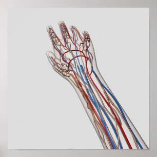 Arterien, Venen und Lymphsystem 3 Poster