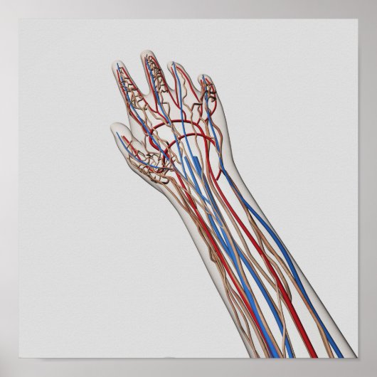 Arterien, Venen und Lymphsystem 3 Poster (Vorne)