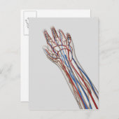 Arterien, Venen und Lymphsystem 3 Postkarte (Vorne/Hinten)