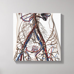 Arterien, Venen und Lymphsystem 4 Leinwanddruck