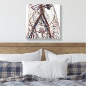 Arterien, Venen und Lymphsystem 4 Leinwanddruck (Insitu (Schlafzimmer))