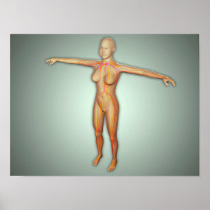 Arterien, Venen und Nervensystem Poster