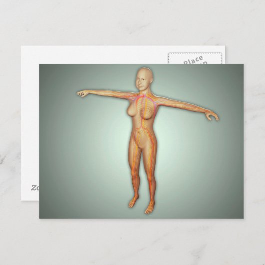 Arterien, Venen und Nervensystem Postkarte (Vorne/Hinten)