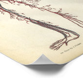 Arteries Herz Vintag Anatomie Print Poster (Ecke)