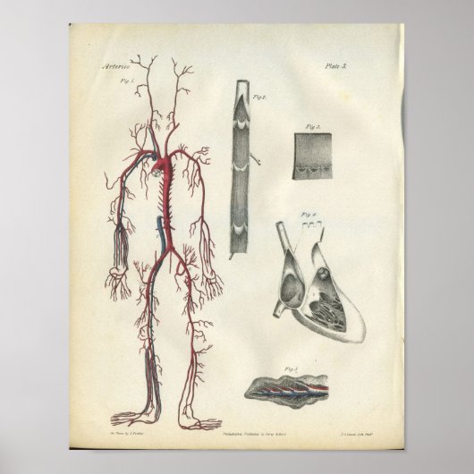 Arteries Herz Vintag Anatomie Print Poster (Vorne)