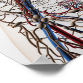 Arteries, Veins, And Lymphatic System 4 Poster (Ecke)