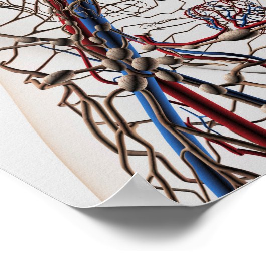 Arteries, Veins, And Lymphatic System 4 Poster (Ecke)