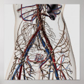 Arteries, Veins, And Lymphatic System 4 Poster (Vorne)