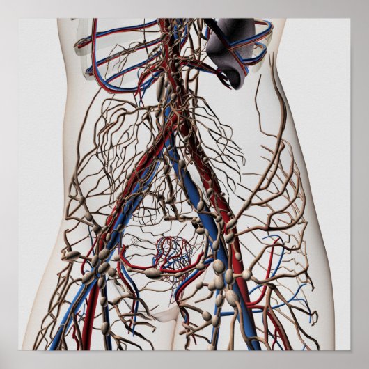 Arteries, Veins, And Lymphatic System 4 Poster (Vorne)