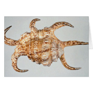 Arthritische Spinne, Konch