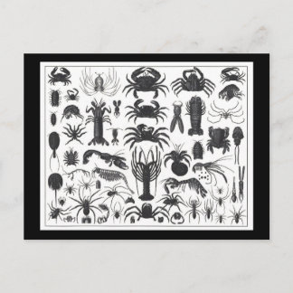 Arthropoda: Spinnen, Krabben, Hummer B&W Muster Postkarte