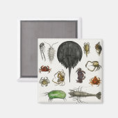 Arthropoden Magnet (Vorderseite/Rückseite)